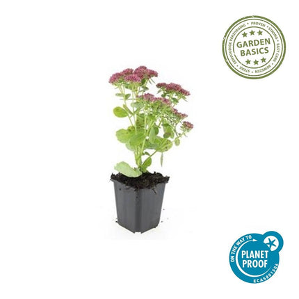 40x Sedum 'Herbstfreude' - ↕10-25cm - Ø9cm
