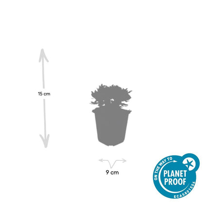 40x Potentilla tridentata 'Nuuk' - ↕10-25cm - Ø9cm