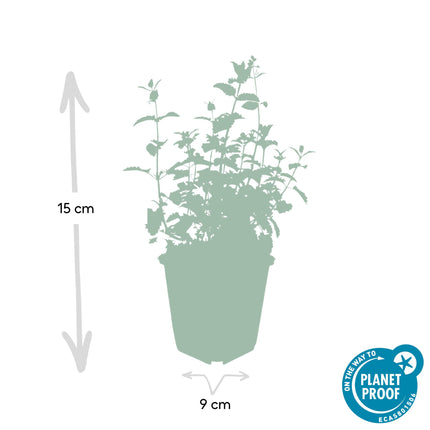 40x Nepeta 'Six Hills Giant' - ↕10-25cm - Ø9cm