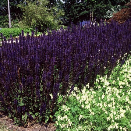 40x Salvia nem. 'Mainacht' - ↕10-25cm - Ø9cm