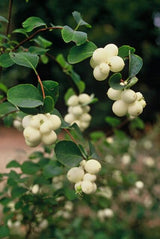 40x Symphoricarpos ch. 'Hancock' - ↕10-25cm - Ø9cm