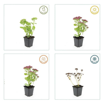 40x Sedum 'Herbstfreude' - ↕10-25cm - Ø9cm