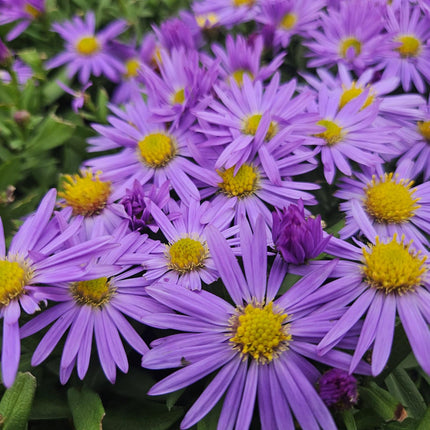 40x Aster (D) 'Prof. Anton Kippenberg'  - ↕10-25cm - Ø9cm