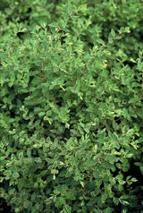 40x Symphoricarpos ch. 'Hancock' - ↕10-25cm - Ø9cm