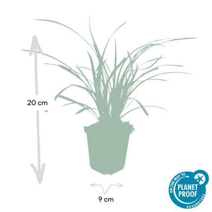 40x Carex morrowii 'Ice Dance' - ↕10-25cm - Ø9cm - Bonte Zegge