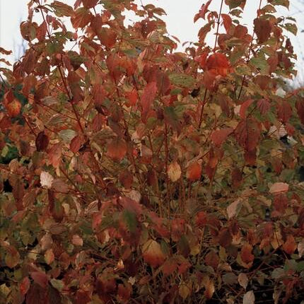 40x Cornus sang. 'Midwinter Fire' - ↕10-25cm - Ø9cm
