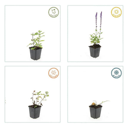 40x Salvia nem. 'Caradonna' - ↕10-25cm - Ø9cm