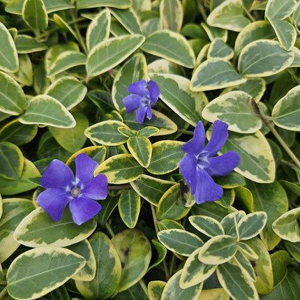 40x Vinca minor 'Aureovariegata' - ↕10-25cm - Ø9cm