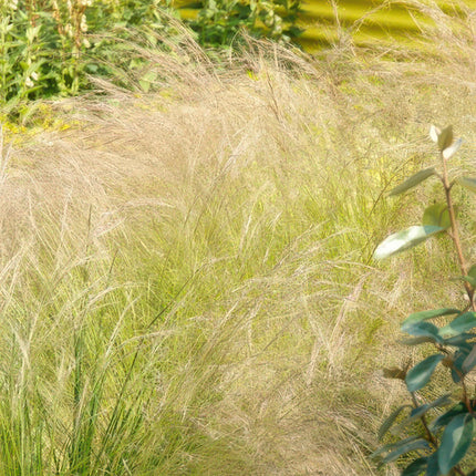 40x Stipa tenuissima 'Ponytails' - ↕10-25cm - Ø9cm - Siergras