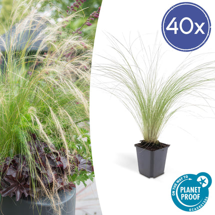 40x Stipa tenuissima 'Ponytails' - ↕10-25cm - Ø9cm - Siergras