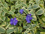 40x Vinca minor 'Blue and Gold' - ↕10-25cm - Ø9cm