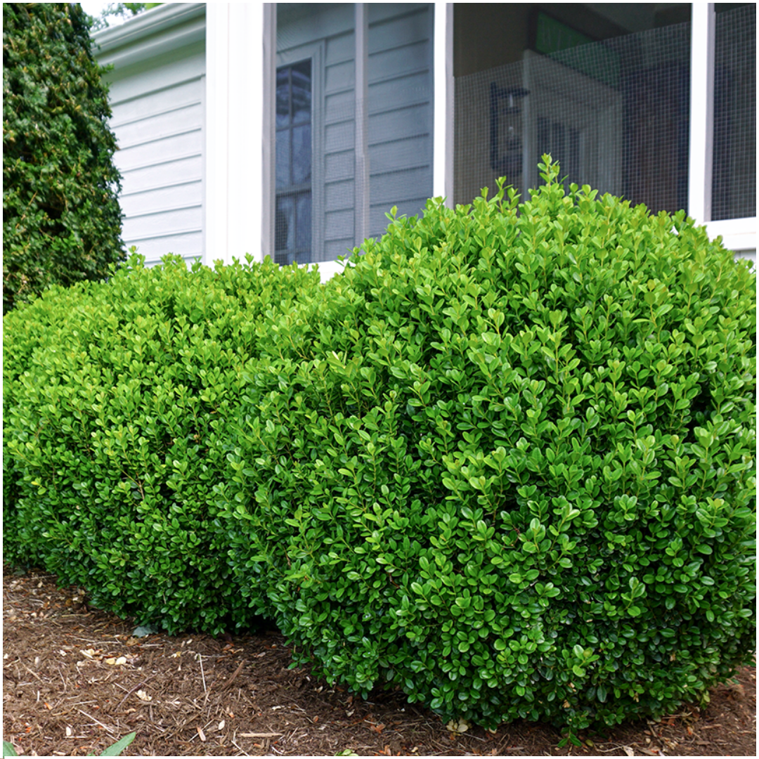 4 x 6-Pack Buxus NewGen Freedom – Winterharde Groenblijvende Struiken 24 x Ø7 cm - ↕15 cm | Compacte Buxus