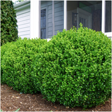 4 x 6-Pack Buxus NewGen Freedom – Winterharde Groenblijvende Struiken 24 x Ø7 cm - ↕15 cm | Compacte Buxus