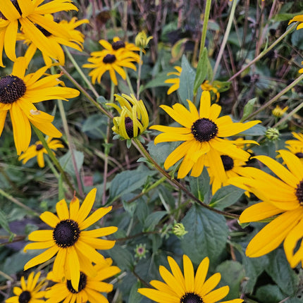 40x Rudbeckia fulgida 'Goldsturm' - ↕10-25cm - Ø9cm