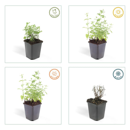 40x Nepeta 'Six Hills Giant' - ↕10-25cm - Ø9cm