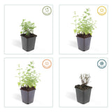 40x Nepeta 'Six Hills Giant' - ↕10-25cm - Ø9cm