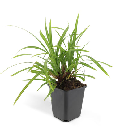 40x Carex morrowii 'Irish Green' - ↕10-25cm - Ø9cm