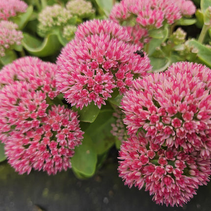 40x Sedum 'Herbstfreude' - ↕10-25cm - Ø9cm