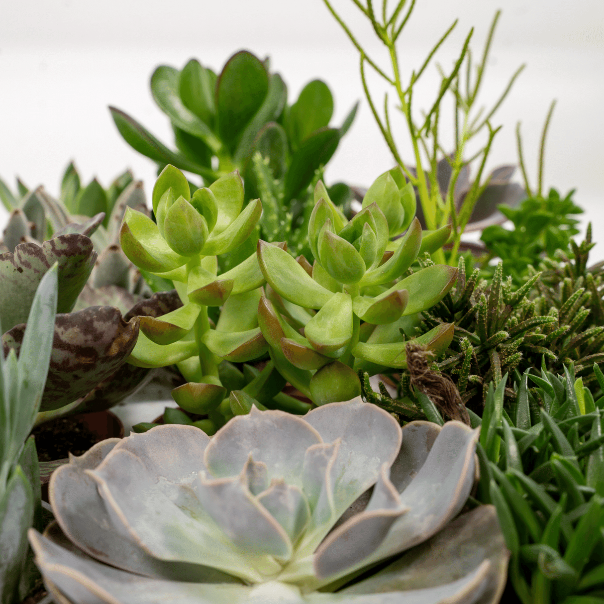 Succulenten Mix - 18 stuks - 10 cm - Ø8,5 - 9