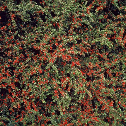 40x Cotoneaster horizontalis - ↕10-25cm - Ø9cm