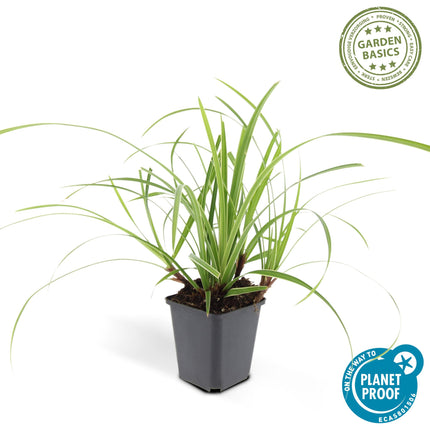 40x Carex morrowii 'Ice Dance' - ↕10-25cm - Ø9cm - Bonte Zegge
