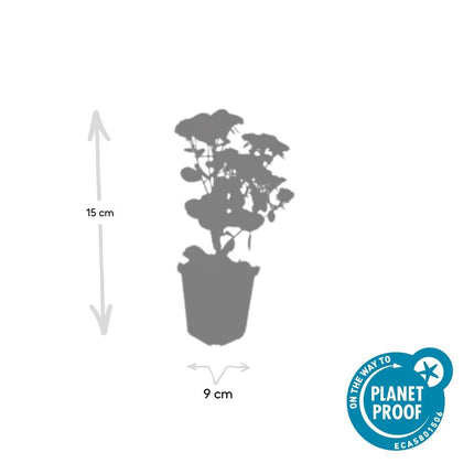 40x Sedum 'Herbstfreude' - ↕10-25cm - Ø9cm