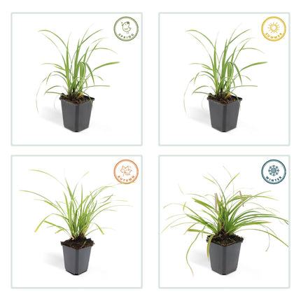 40x Carex morrowii 'Ice Dance' - ↕10-25cm - Ø9cm - Bonte Zegge