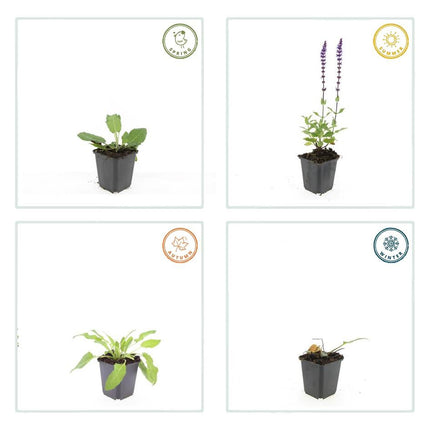 40x Salvia nem. 'Mainacht' - ↕10-25cm - Ø9cm