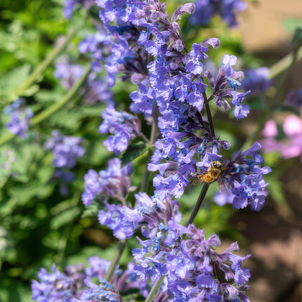 40x Nepeta 'Six Hills Giant' - ↕10-25cm - Ø9cm