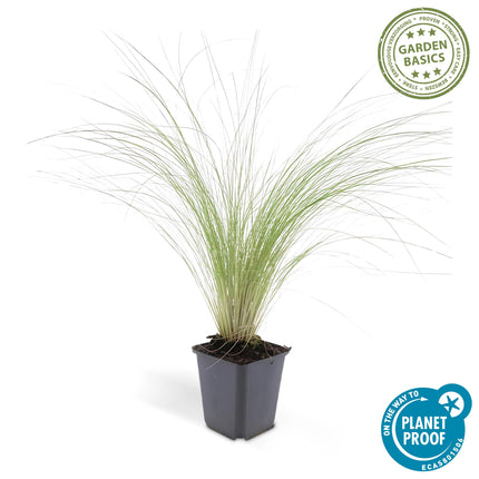 40x Stipa tenuissima 'Ponytails' - ↕10-25cm - Ø9cm - Siergras