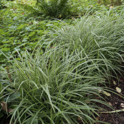40x Carex morrowii 'Ice Dance' - ↕10-25cm - Ø9cm - Bonte Zegge