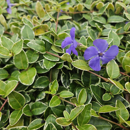 40x Vinca minor 'Ralph Shugert' - ↕10-25cm - Ø9cm