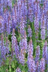40x Salvia nem. 'Caradonna' - ↕10-25cm - Ø9cm