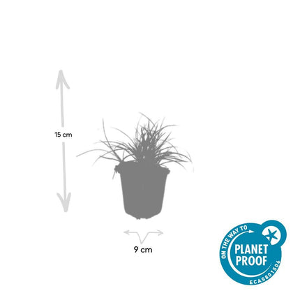 40x Luzula nivea - ↕10-25cm - Ø9cm
