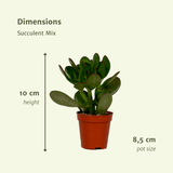 Succulenten Mix - 18 stuks - 10 cm - Ø8,5 - 9
