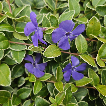 40x Vinca minor 'Ralph Shugert' - ↕10-25cm - Ø9cm