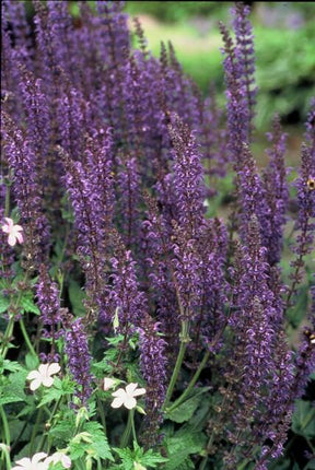 40x Salvia nem. 'Mainacht' - ↕10-25cm - Ø9cm