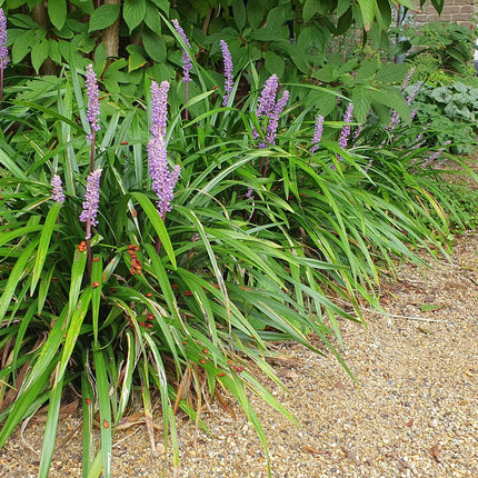 40x Liriope muscari 'Ingwersen' - ↕10-25cm - Ø9cm