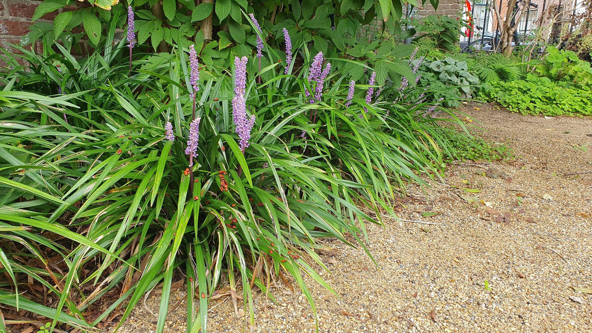 40x Liriope muscari 'Ingwersen' - ↕10-25cm - Ø9cm