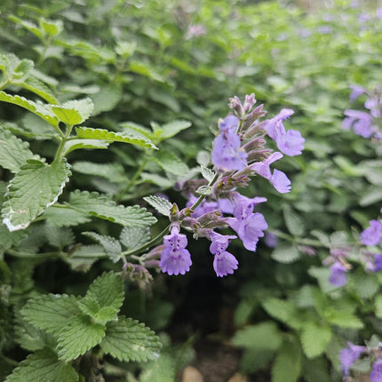 40x Nepeta 'Walker's Low' - ↕10-25cm - Ø9cm