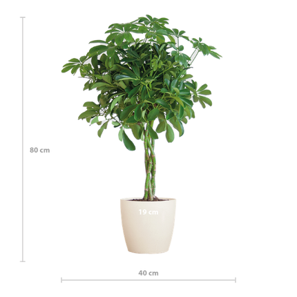 Schefflera Arab Nora met Viber wit  - 70cm - Ø21