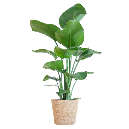 Strelitzia Nicolai met Sofia mand naturel - 80cm - Ø21