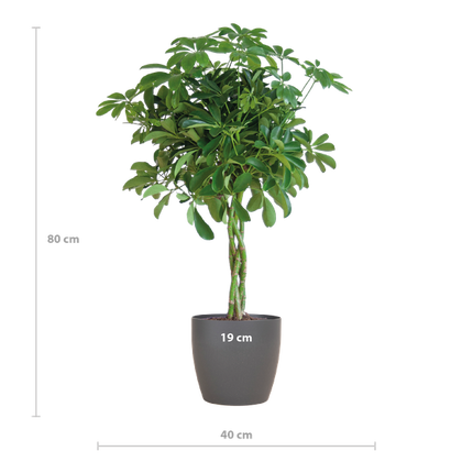 Schefflera Arab Nora met Viber grijs - 70cm - Ø21