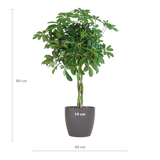 Schefflera Arab Nora met Viber grijs - 70cm - Ø21