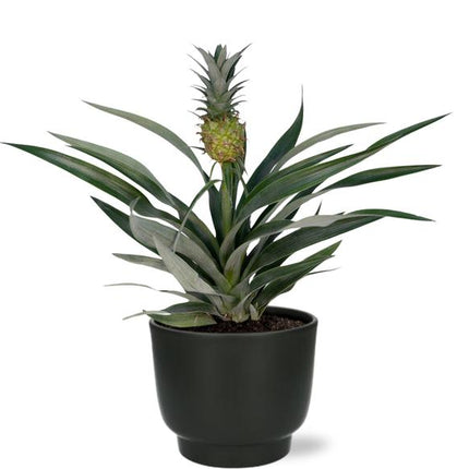 Bromelia Ananas - Ø12cm - ↕30cm + Potenza Pot D13x11cm - Zwart