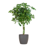 Schefflera Arab Nora met Viber grijs - 70cm - Ø21