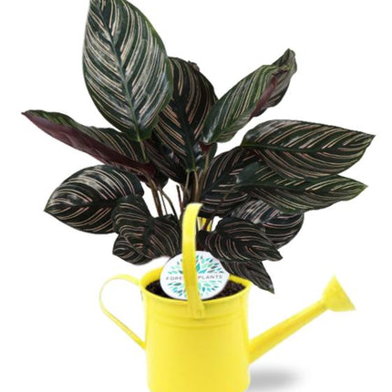 Calathea Ornata - Ø14cm - ↕50cm +  Gieter D14,5x14,5cm - Geel