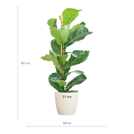 Ficus Lyrata met Viber pot wit - 80cm - Ø21