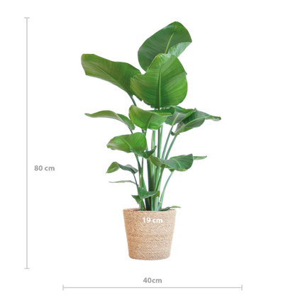 Strelitzia Nicolai met Sofia mand naturel - 80cm - Ø21