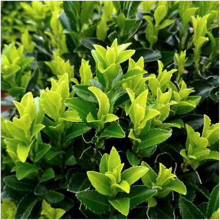 24 x Euonymus 'Green Spire' - 24 x Ø 7 cm - ↨ 15 cm - Buxusvervanger